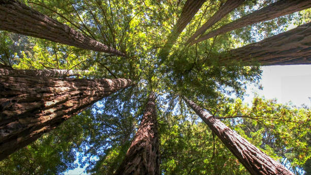 Best Tree Trimming and Pruning  in Coalinga, CA