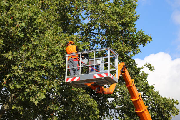 Best Root Management and Removal  in Coalinga, CA