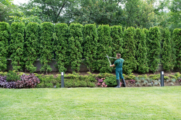 Lawn Watering Services in Coalinga, CA