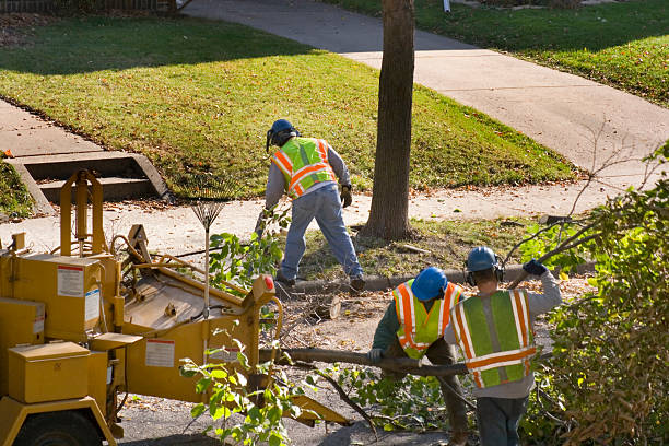 Best Hedge Trimming  in Coalinga, CA