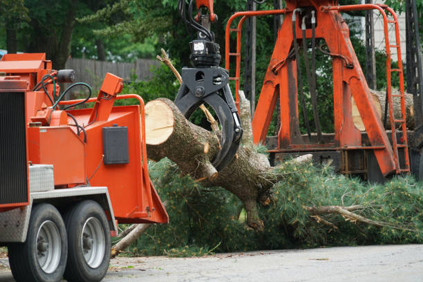 Reliable Coalinga, CA Tree Services Solutions